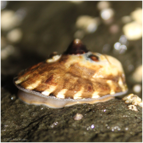 Owl Limpet