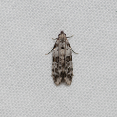 Hypatima baliodes