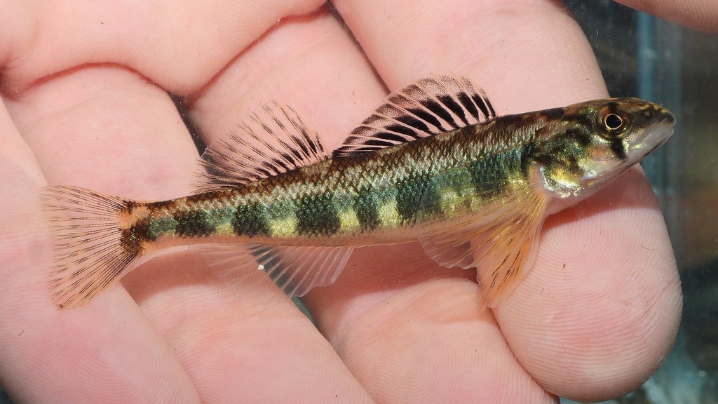 Shield darter (Percina peltata) — Percidae