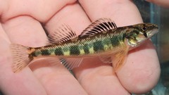 Shield Darter photo 1
