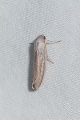 Prionopterina grammatistis