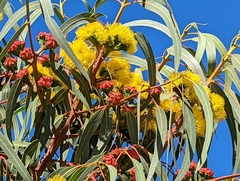 Eucalyptus erythrocorys