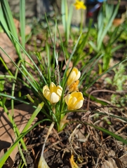 Crocus chrysanthus