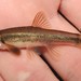 Longnose Dace - Photo (c) Emilio Concari, some rights reserved (CC BY-NC), uploaded by Emilio Concari