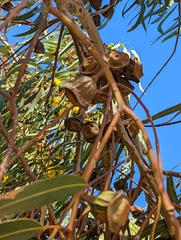 Eucalyptus erythrocorys