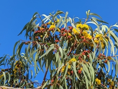 Eucalyptus erythrocorys