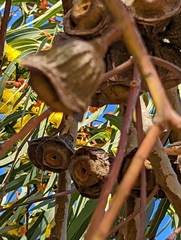 Eucalyptus erythrocorys