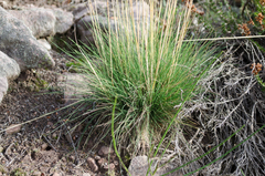 Agrostis curtisii
