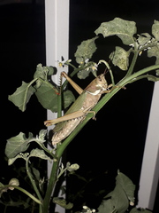 Coryacris angustipennis