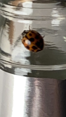 Harmonia axyridis