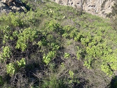 Calystegia macrostegia amplissima