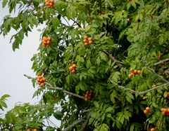 Talisia esculenta