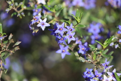 Halgania andromedifolia