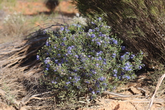 Halgania andromedifolia