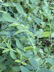 Lathyrus cicera