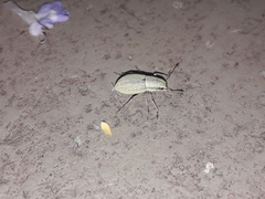 Pantomorus viridisquamosus