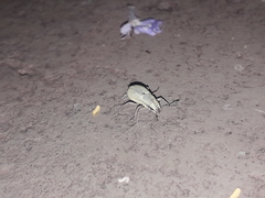 Pantomorus viridisquamosus