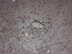 Pantomorus viridisquamosus