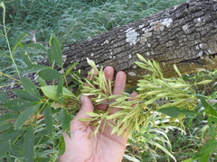 Fraxinus berlandieriana