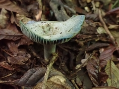 Lactarius indigo