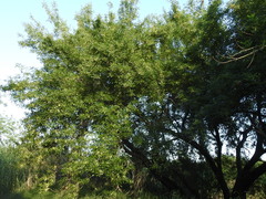 Fraxinus berlandieriana