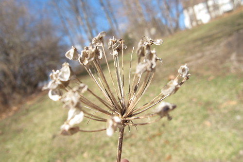 Allium tuberosum