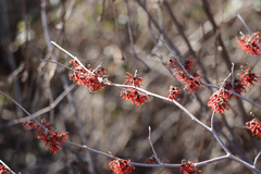 Hamamelis vernalis
