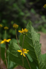 Verbesina pedunculosa