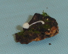 Mycena alphitophora