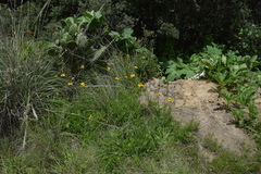 Verbesina pedunculosa