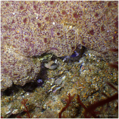 Eudistoma psammion