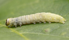 Ipimorpha pleonectusa