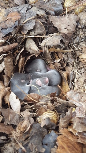 Northern Short-tailed Shrew