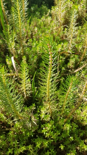Image of Myriophyllum crispatum by no rights reserved