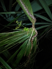 Pseudelaphe phaescens