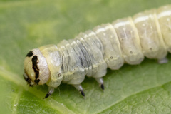 Ipimorpha pleonectusa