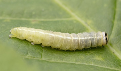 Ipimorpha pleonectusa