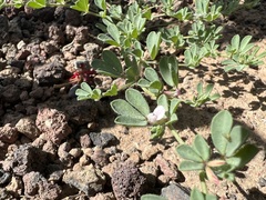 Lotus glinoides