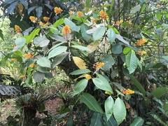 Palicourea guianensis