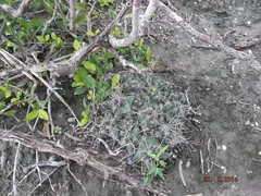 Coryphantha macromeris runyonii