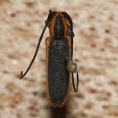 Saperda lateralis