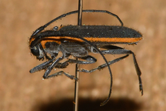 Saperda lateralis