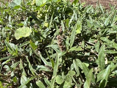 Amaranthus muricatus