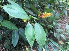 Palicourea guianensis