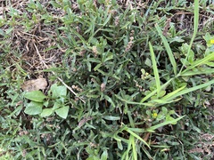Amaranthus muricatus