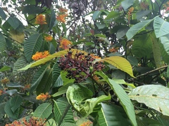 Palicourea guianensis