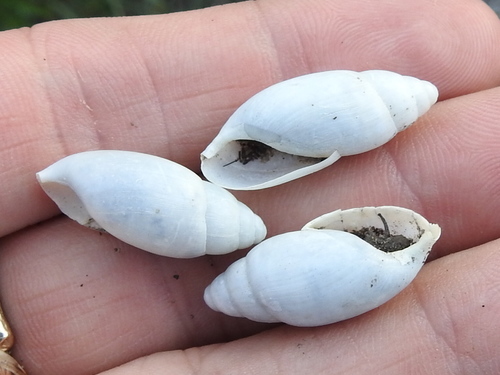 Euglandina texasiana, 2018-05-10