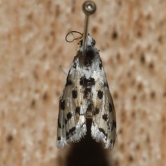Eustixia pupula