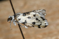 Eustixia pupula