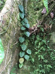 Philodendron ornatum